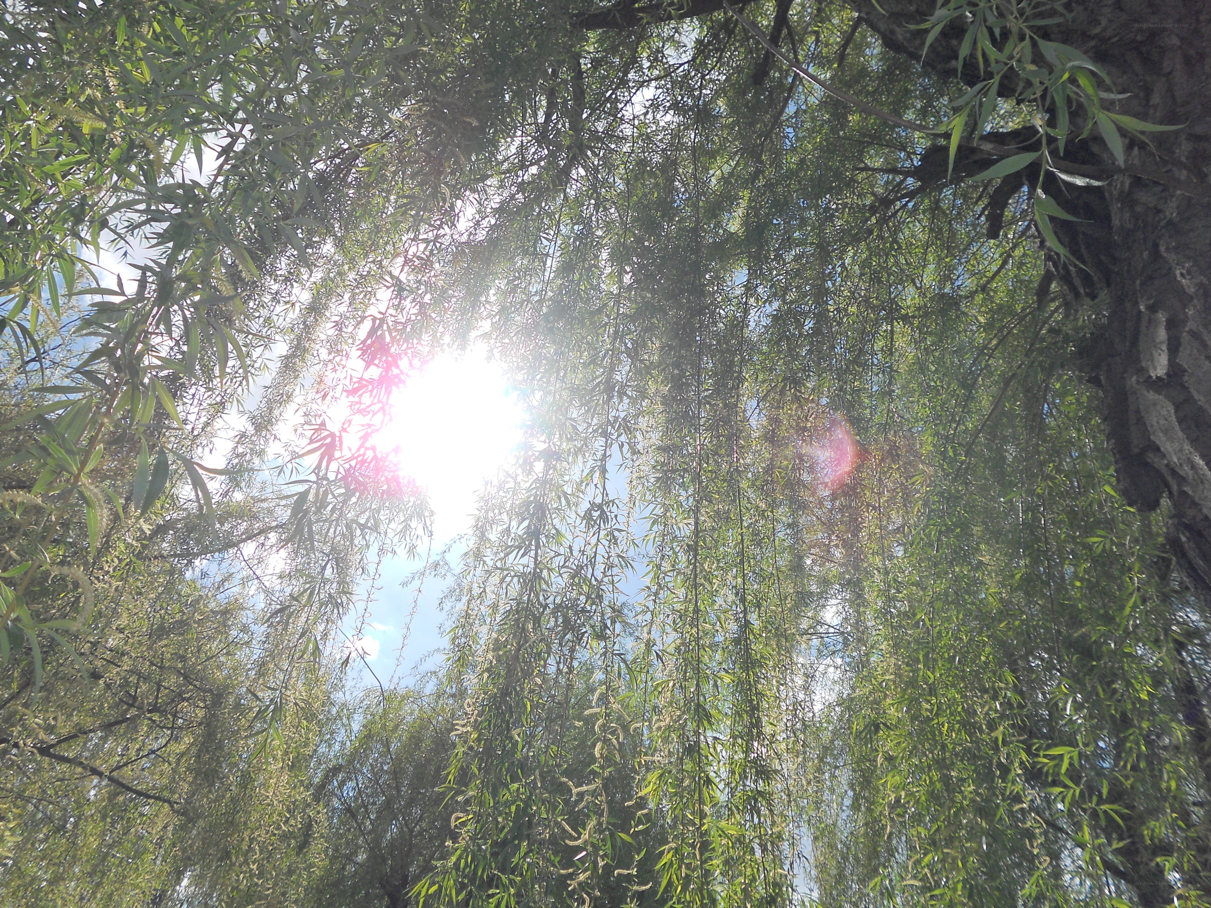 Sunlight through willow branches