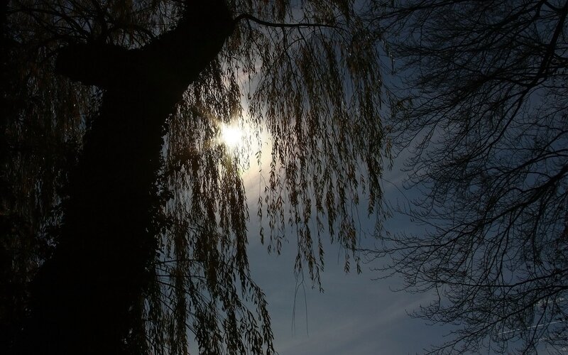 Sunlight through willow branches