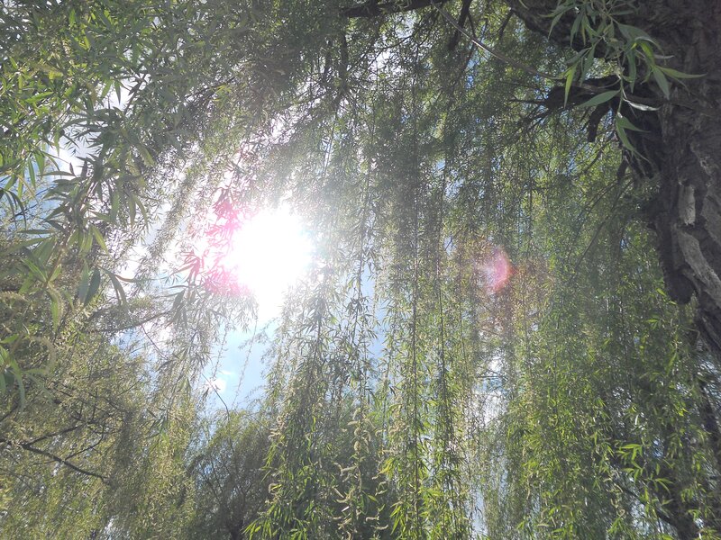 Sunlight Through Willow Tree — Green