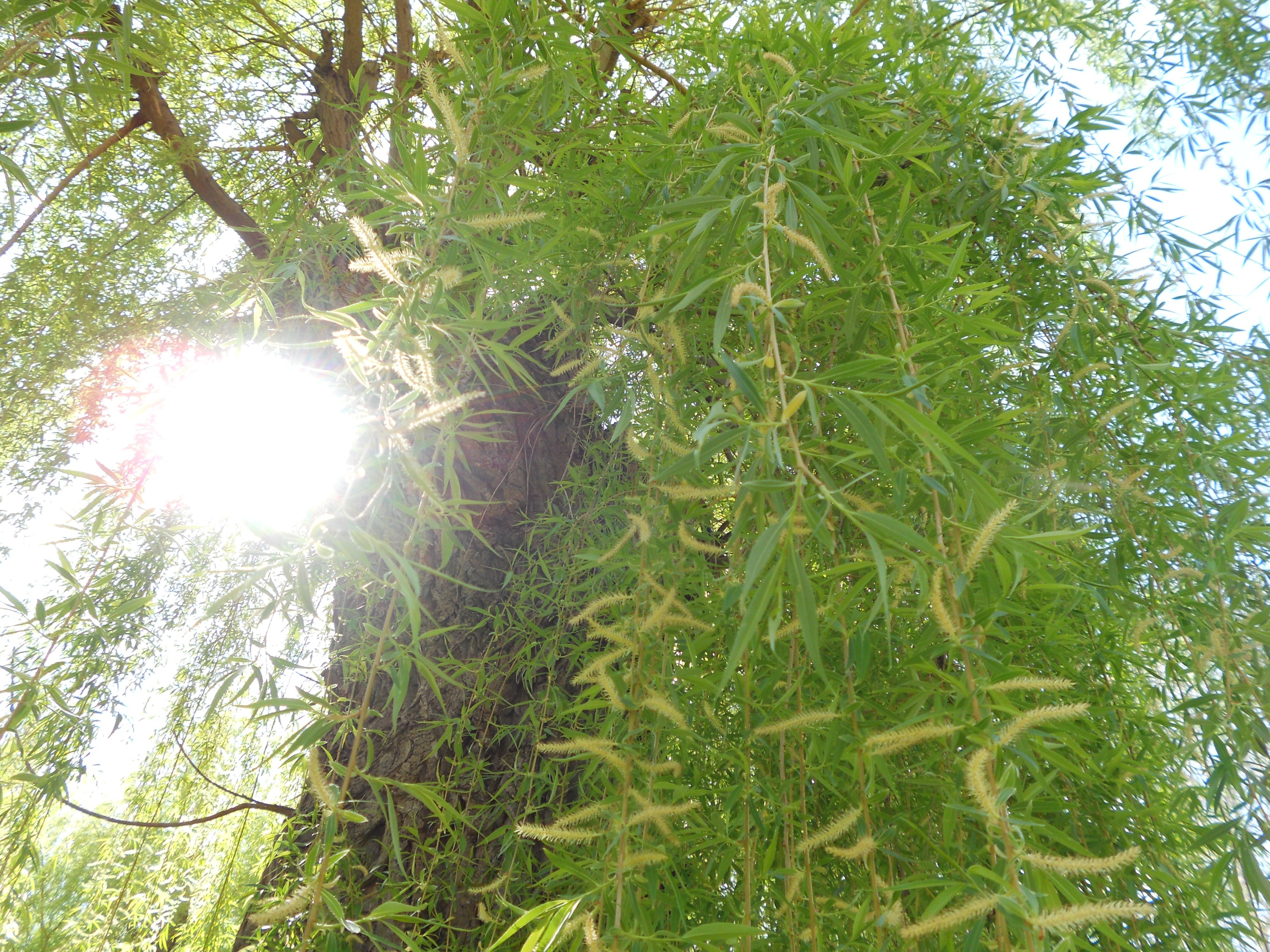 Sunlight through willow tree