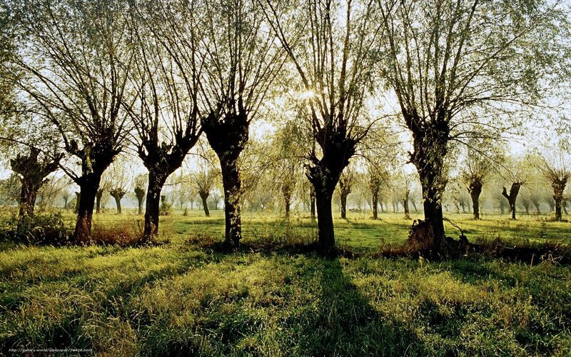 Sunlight through willow trees