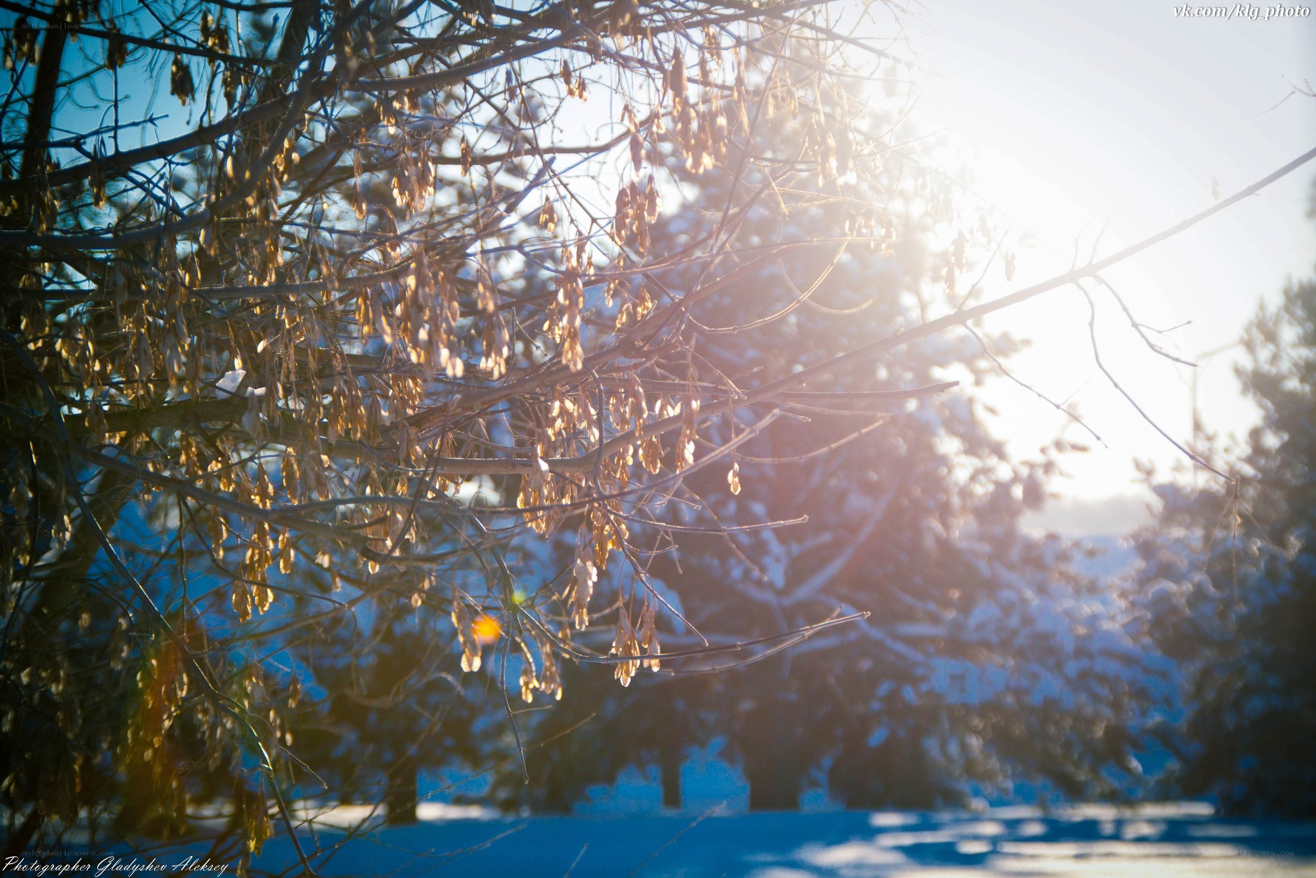 Sunlight through winter branches