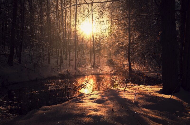 Sunlight Through Winter Forest — Gold