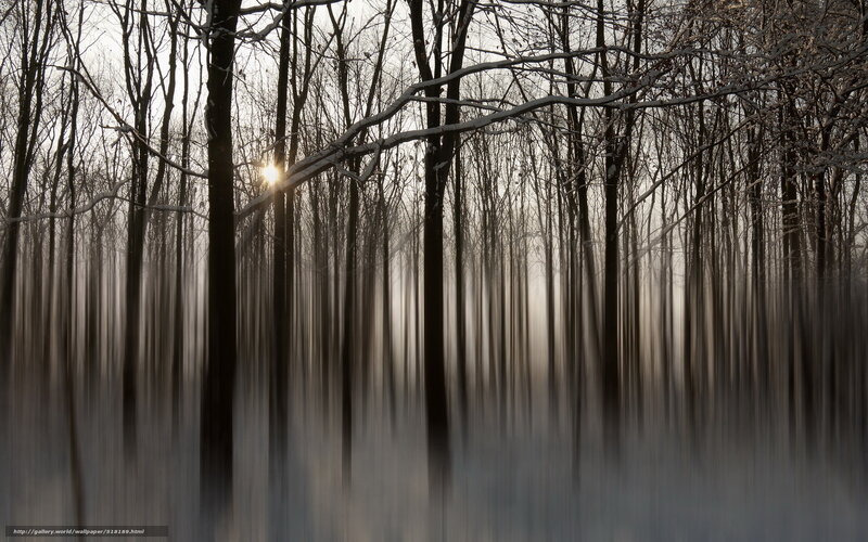 Sunlight through winter forest