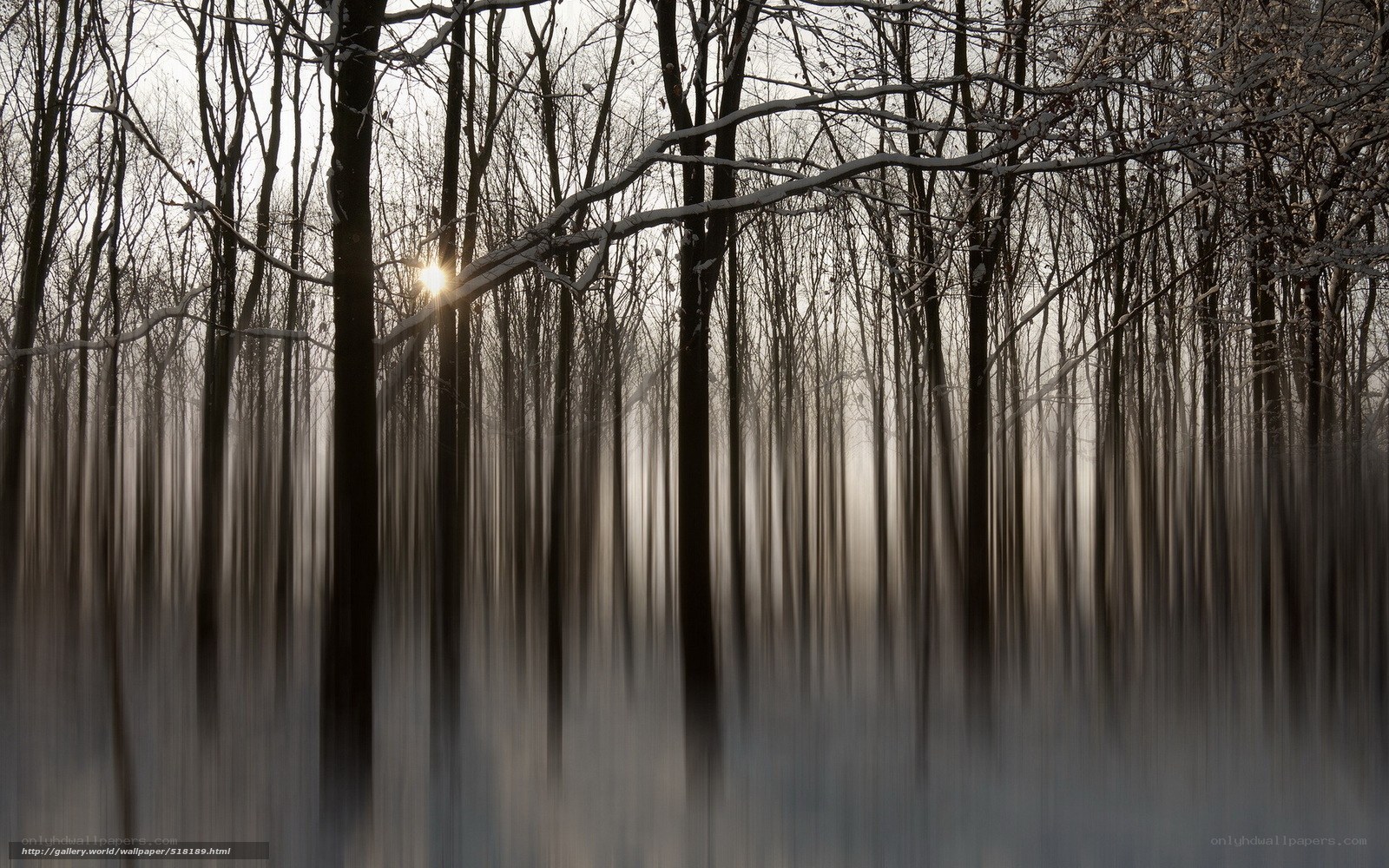 Sunlight through winter forest