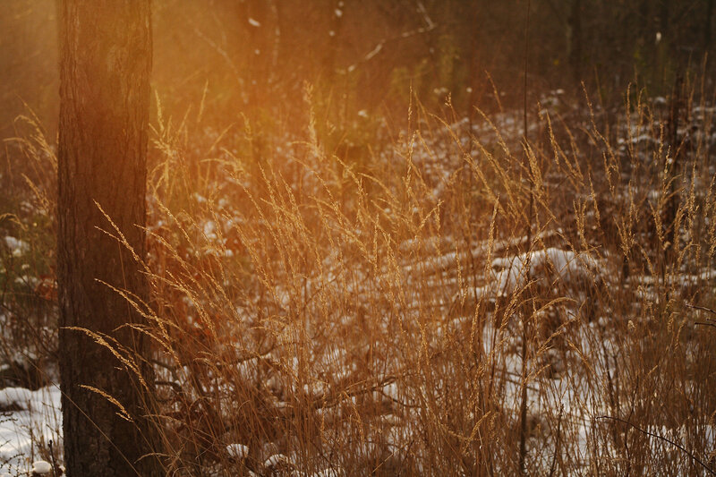 Sunlight through winter grass