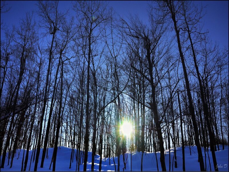 Sunlight through winter trees