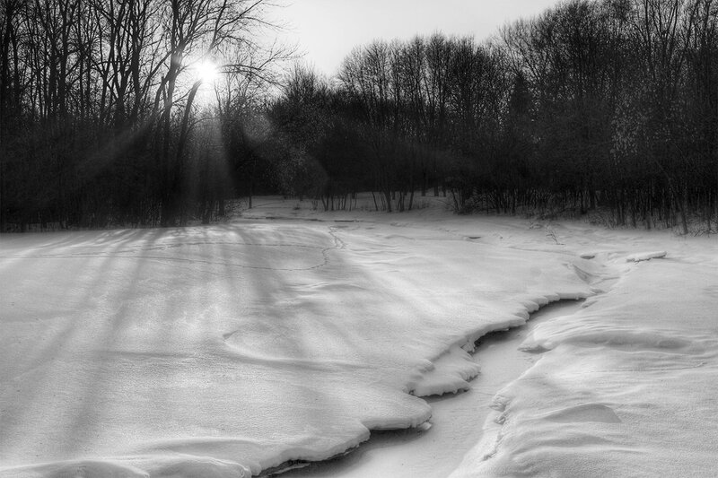 Sunlight through winter trees