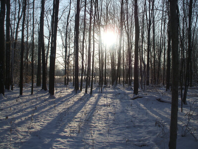 Sunlight Through Winter Trees — White