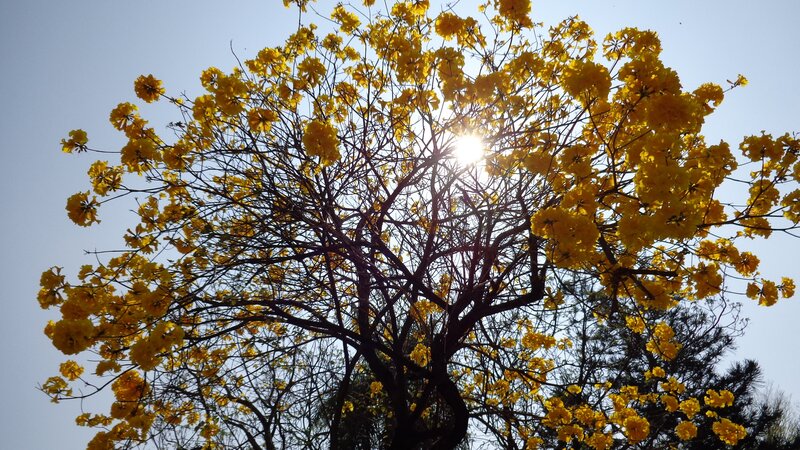 Sunlight through yellow-flowered tree