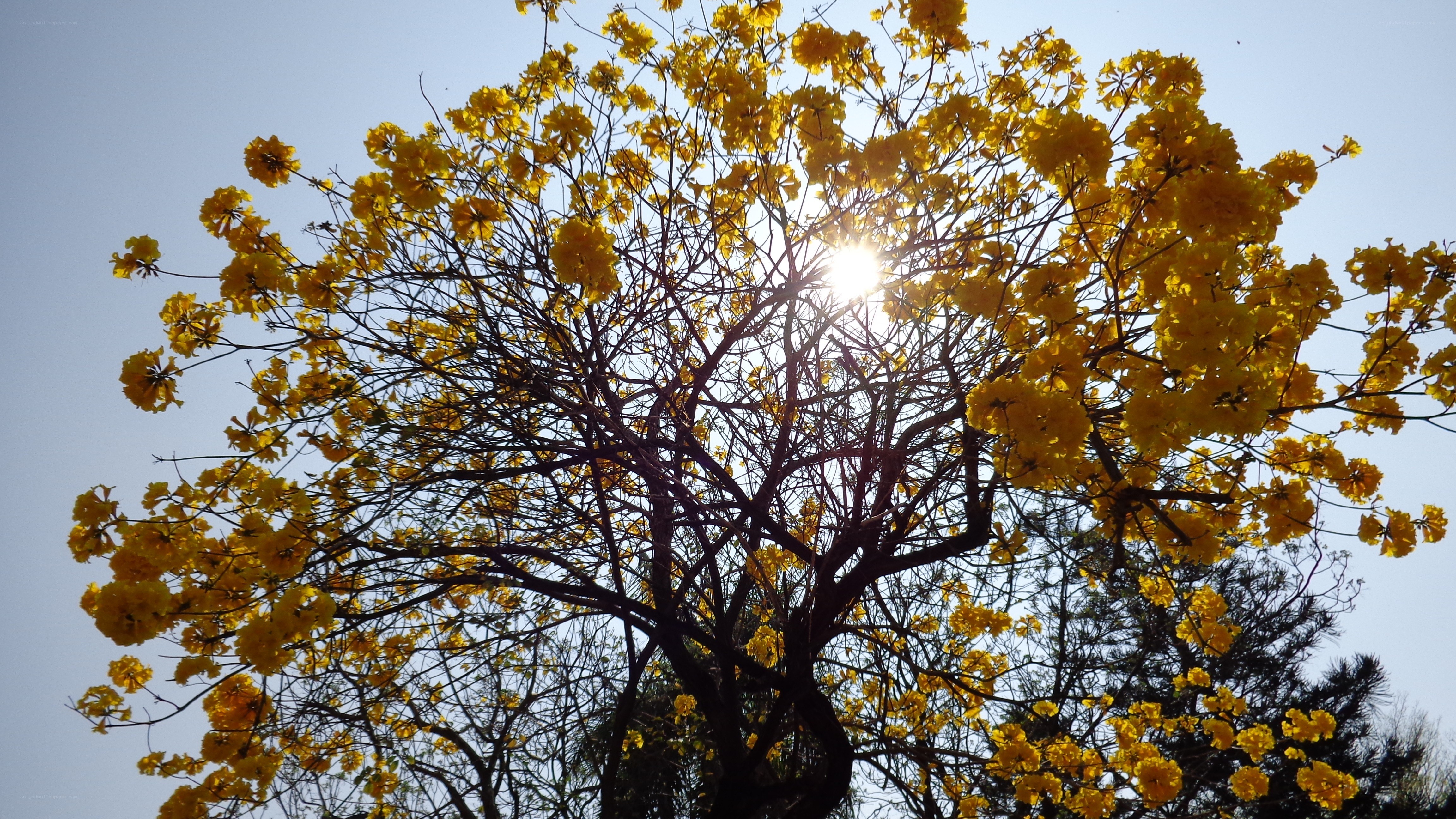 Sunlight through yellow-flowered tree