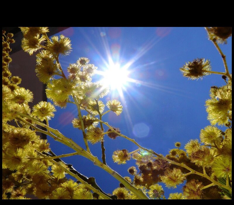 Sunlight through yellow flowers