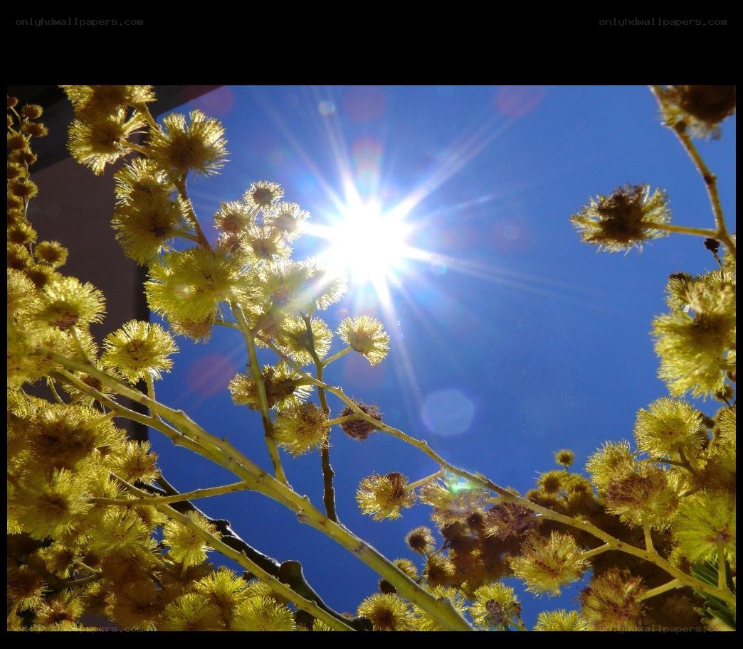 Sunlight through yellow flowers