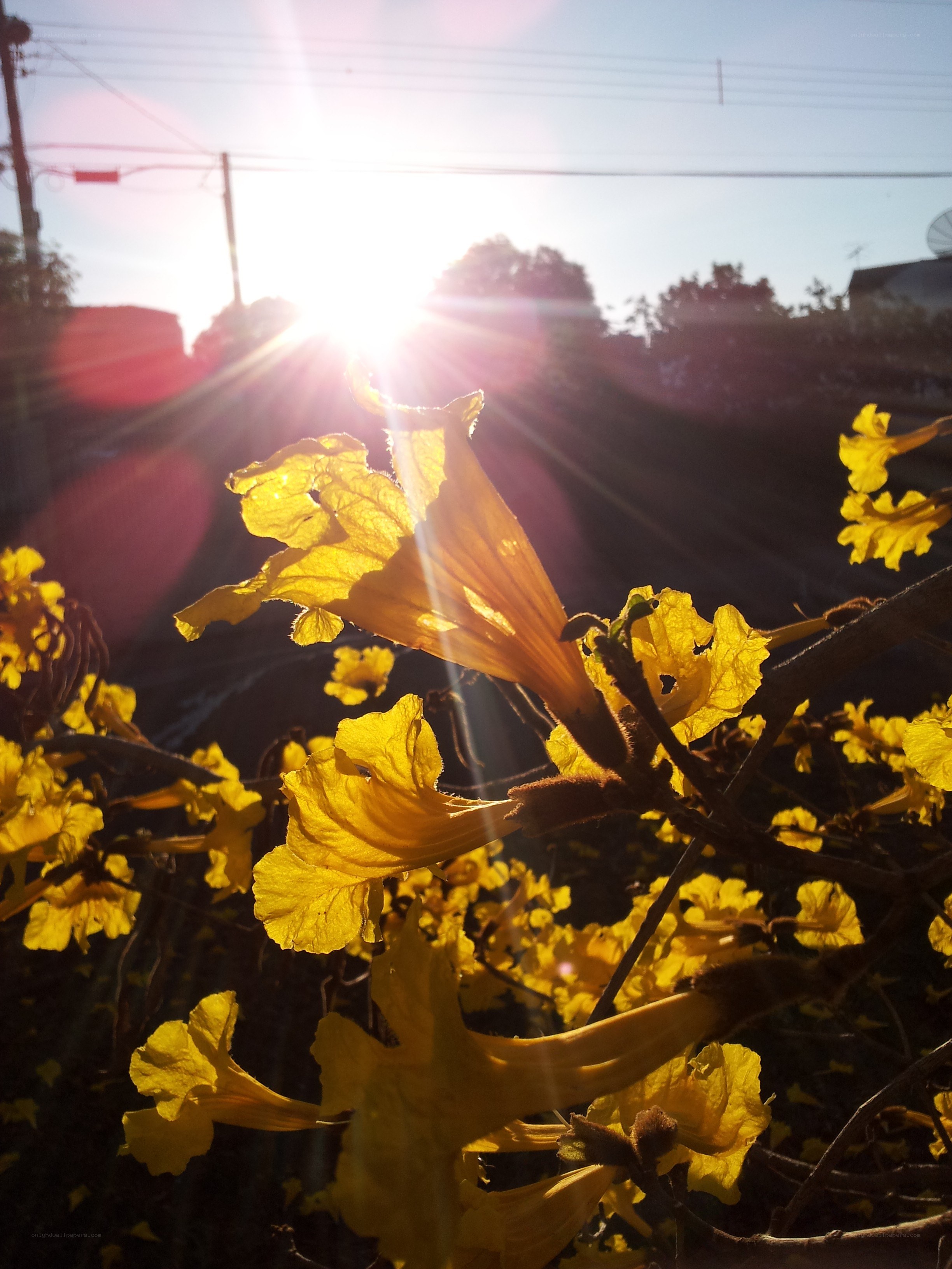 Sunlight through yellow flowers
