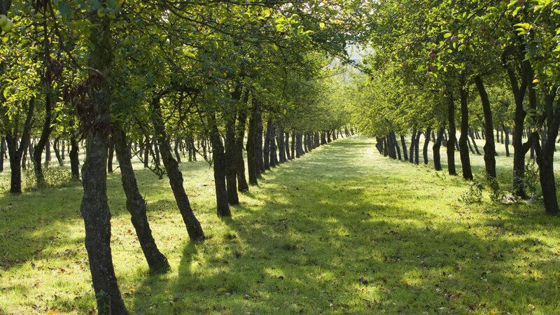 Sunlit apple orchard path