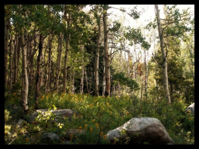 Sunlit aspen forest