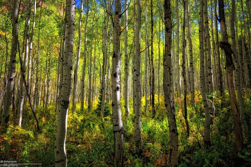 Sunlit aspen forest