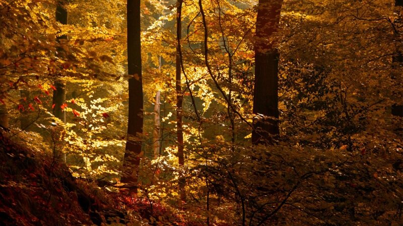 Sunlit autumn forest