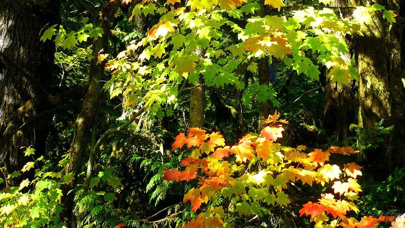 Sunlit autumn forest canopy
