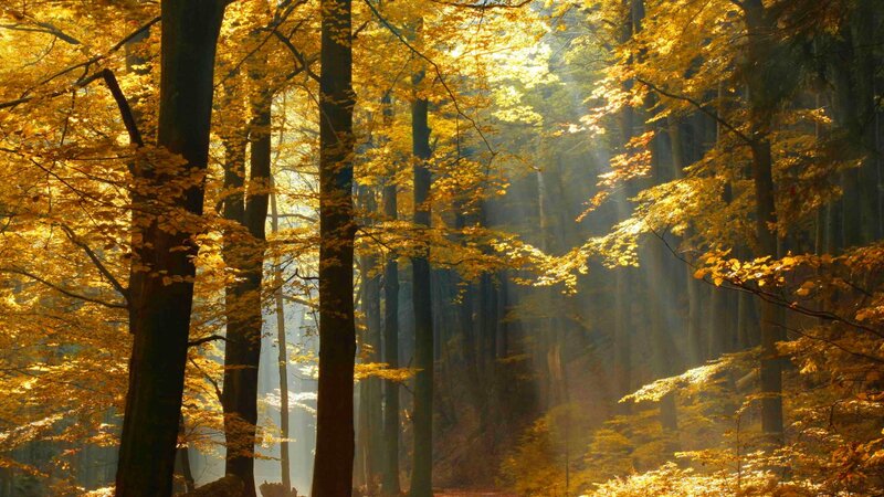 Sunlit Autumn Forest — Gold