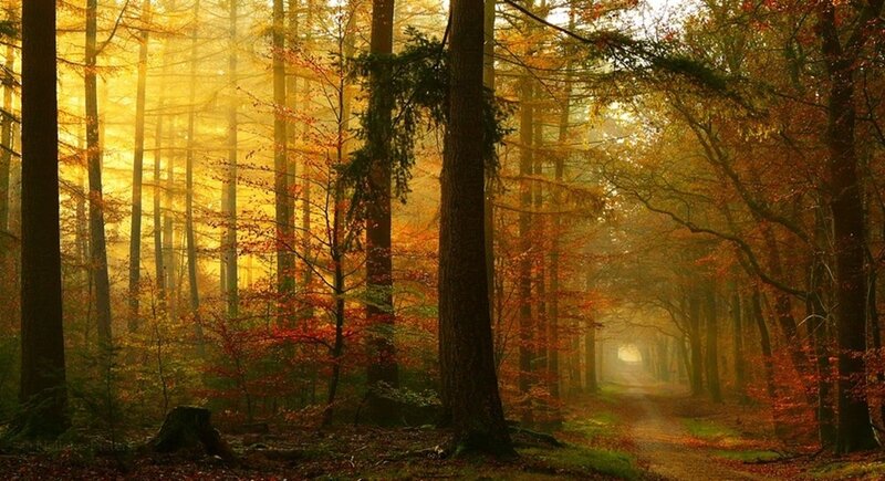 Sunlit autumn forest path