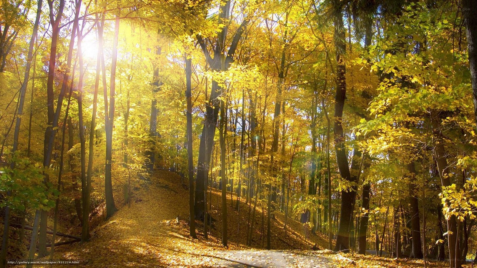 Sunlit autumn forest path