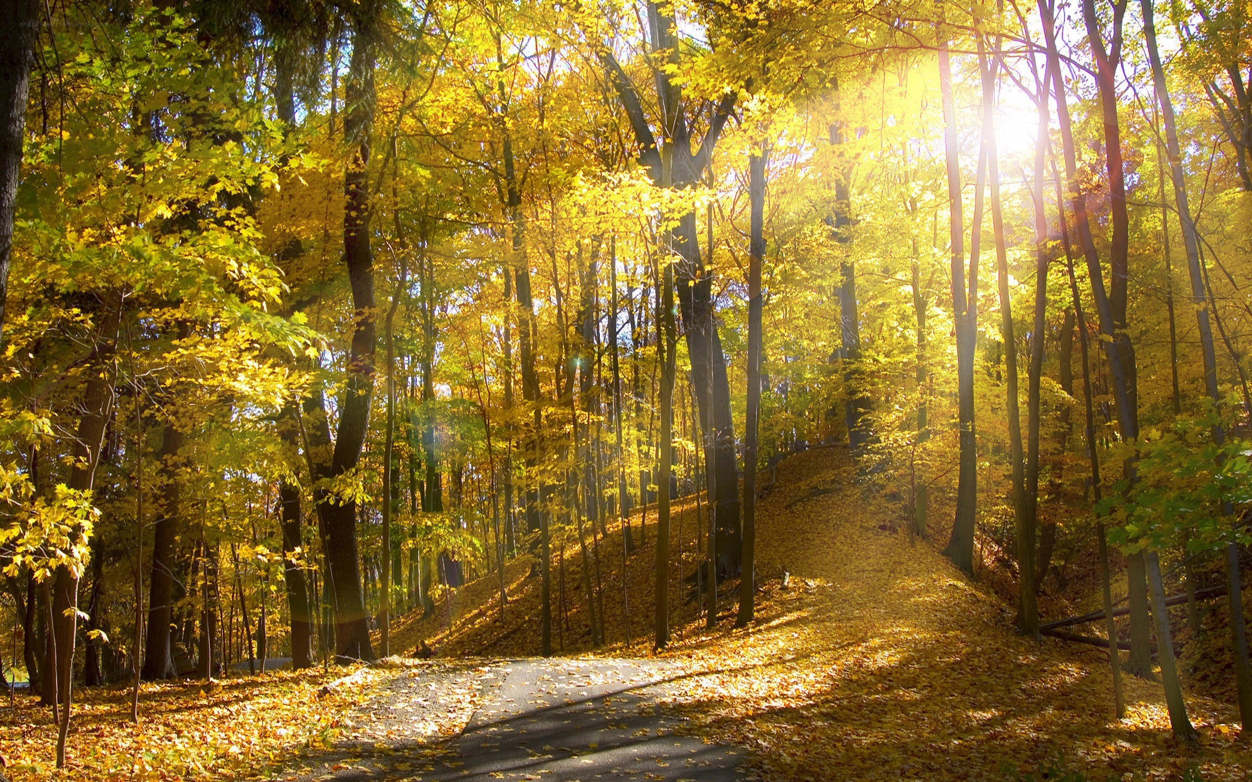 Sunlit autumn forest path