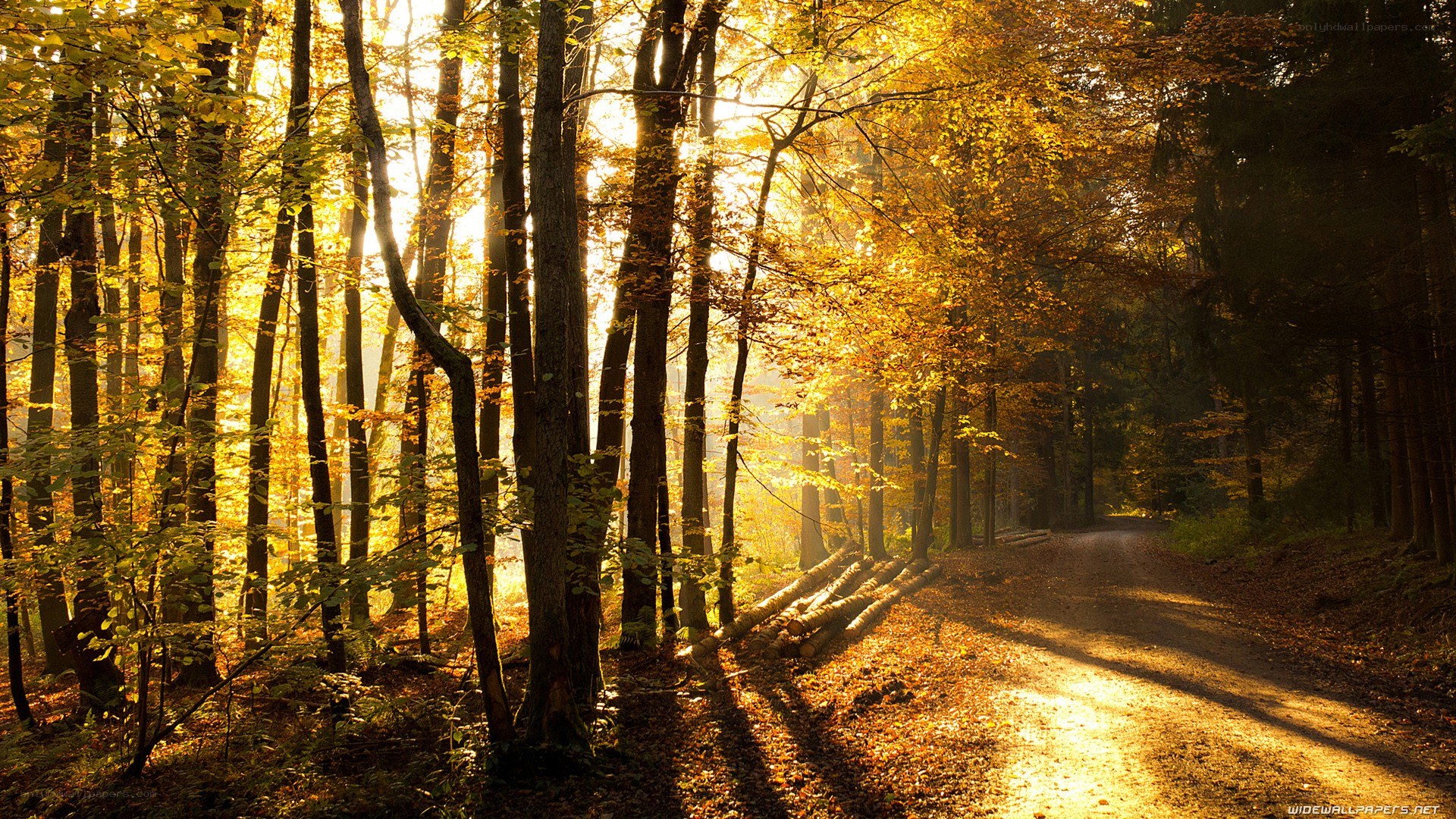 Sunlit autumn forest path