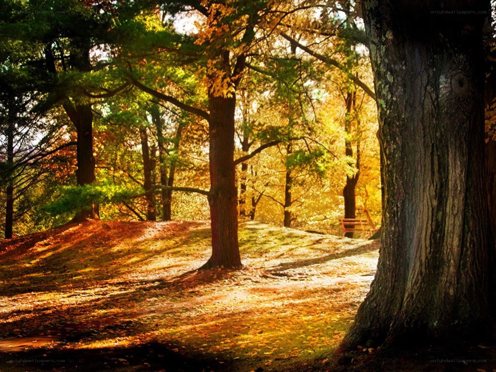 Sunlit autumn forest path
