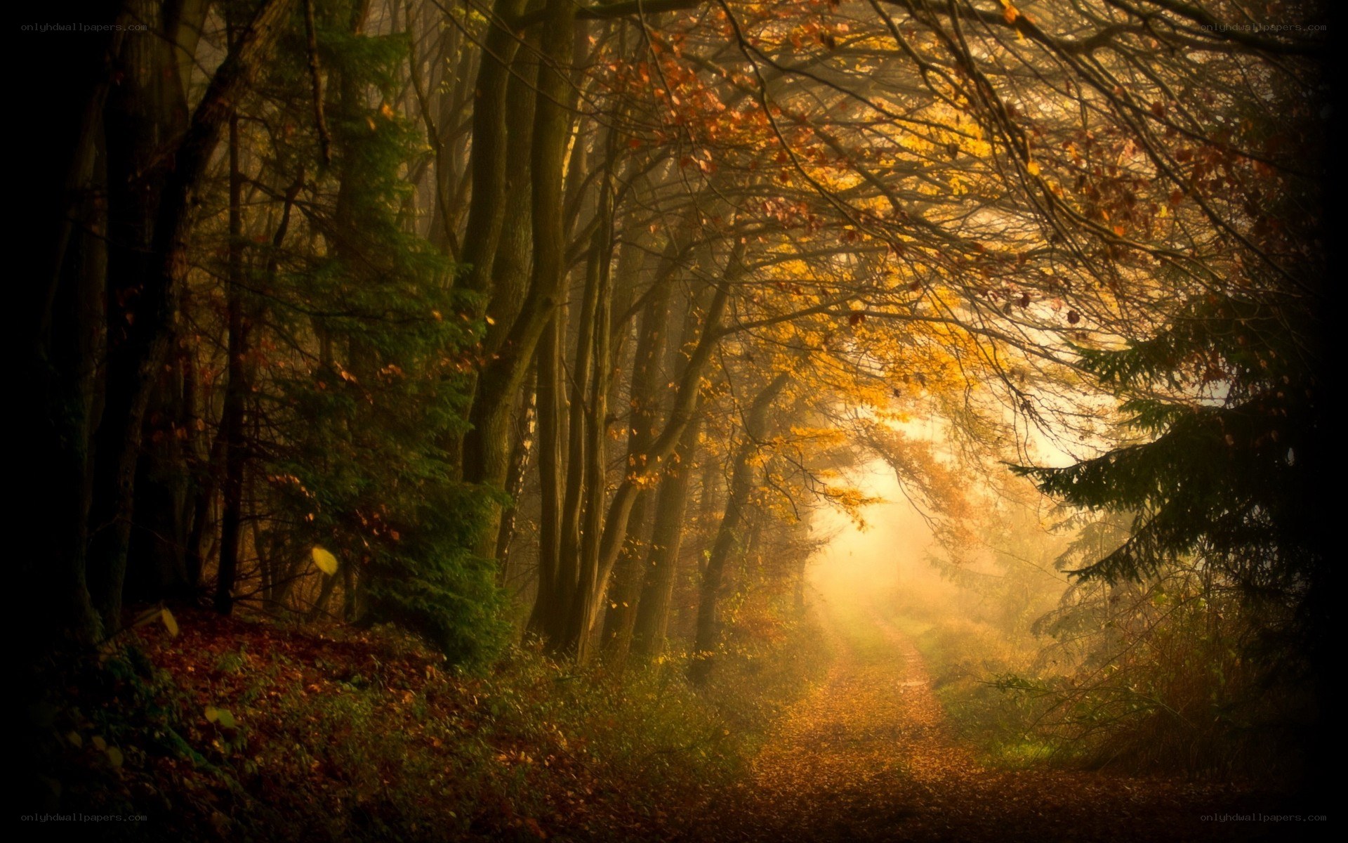 Sunlit autumn forest path