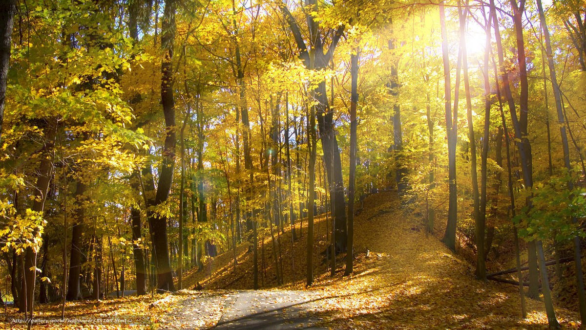 Sunlit autumn forest path