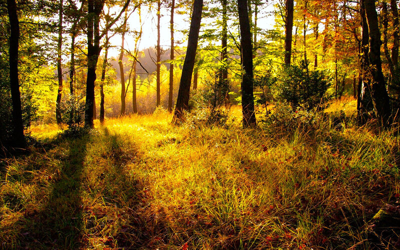 Sunlit autumn forest