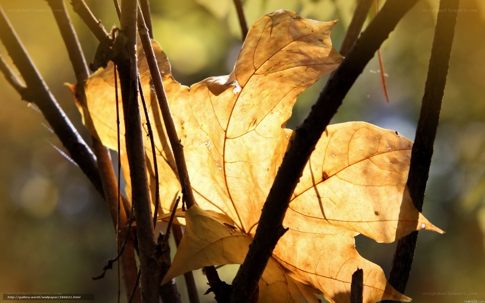 Sunlit autumn leaf on branches