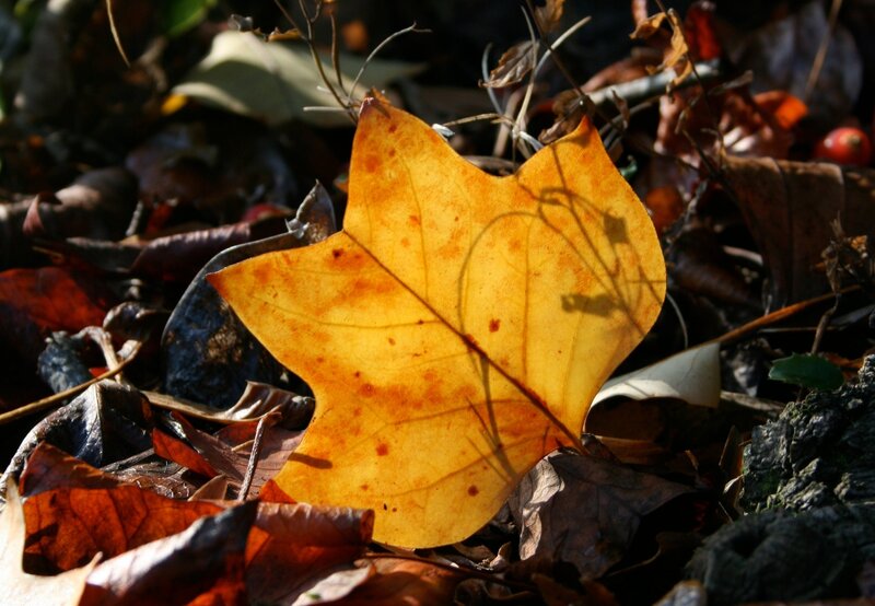 Sunlit autumn leaf on forest floor