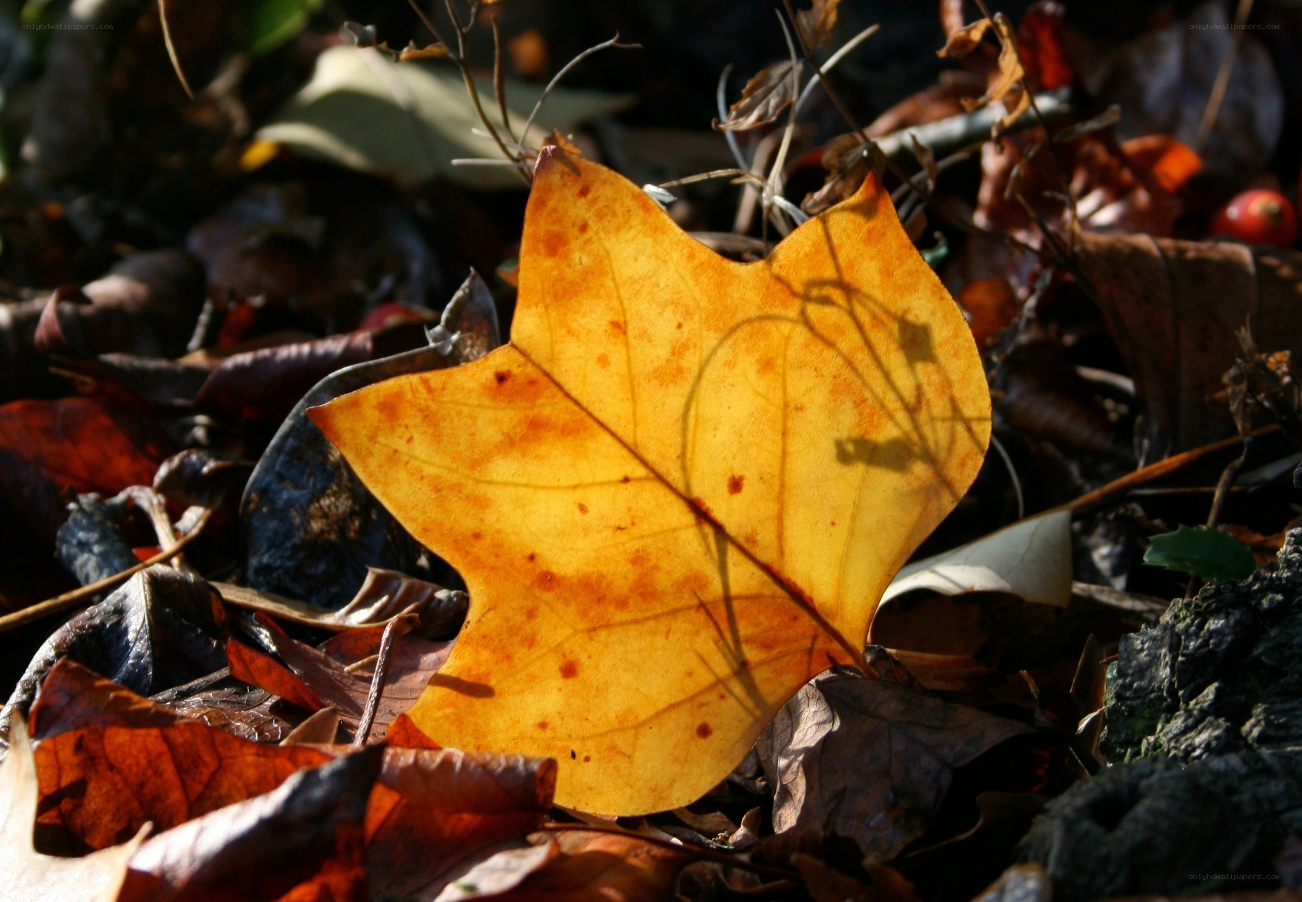 Sunlit autumn leaf on forest floor