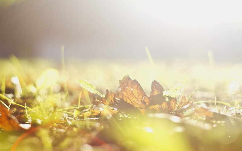 Sunlit autumn leaf on grass