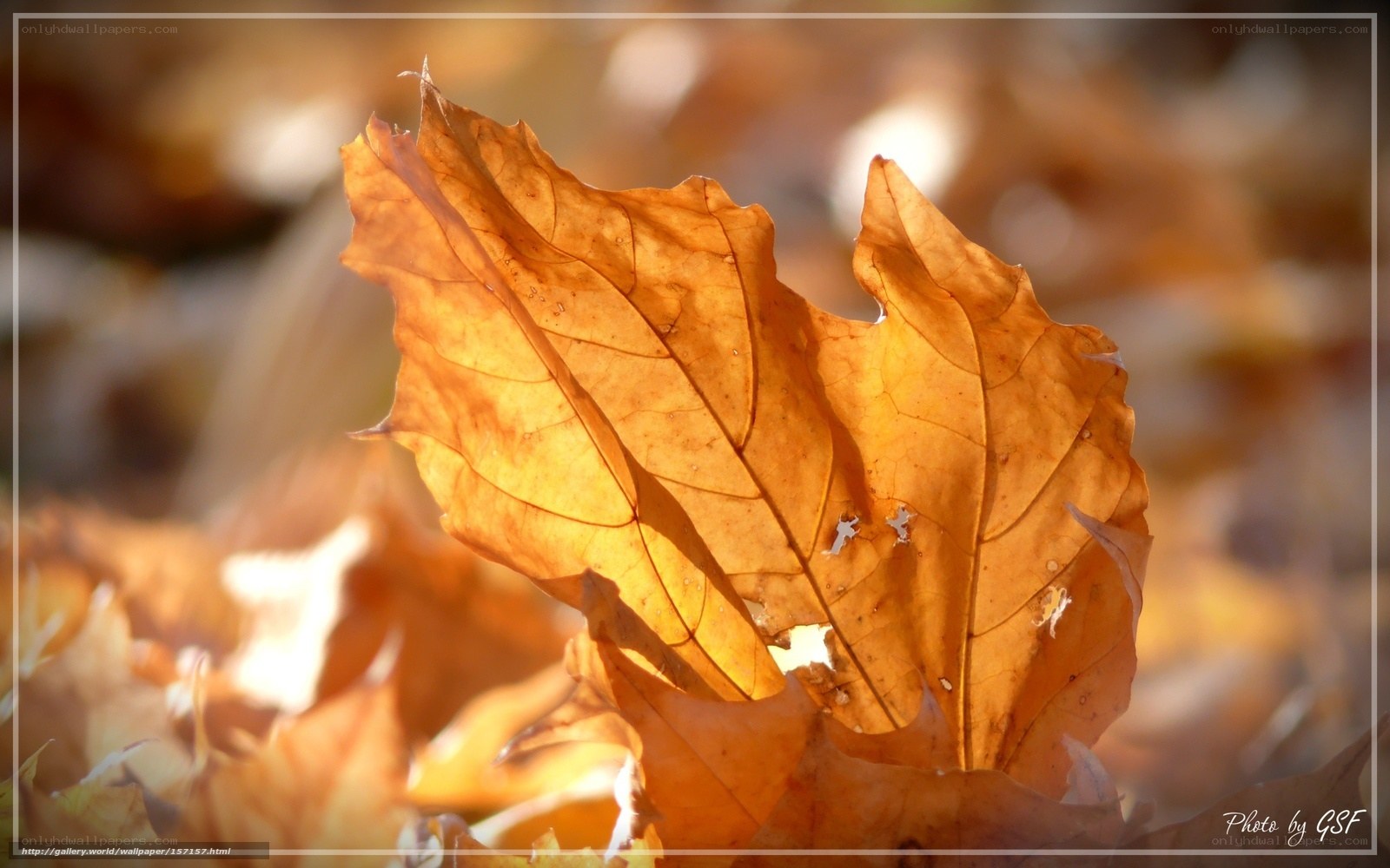 Sunlit autumn leaf