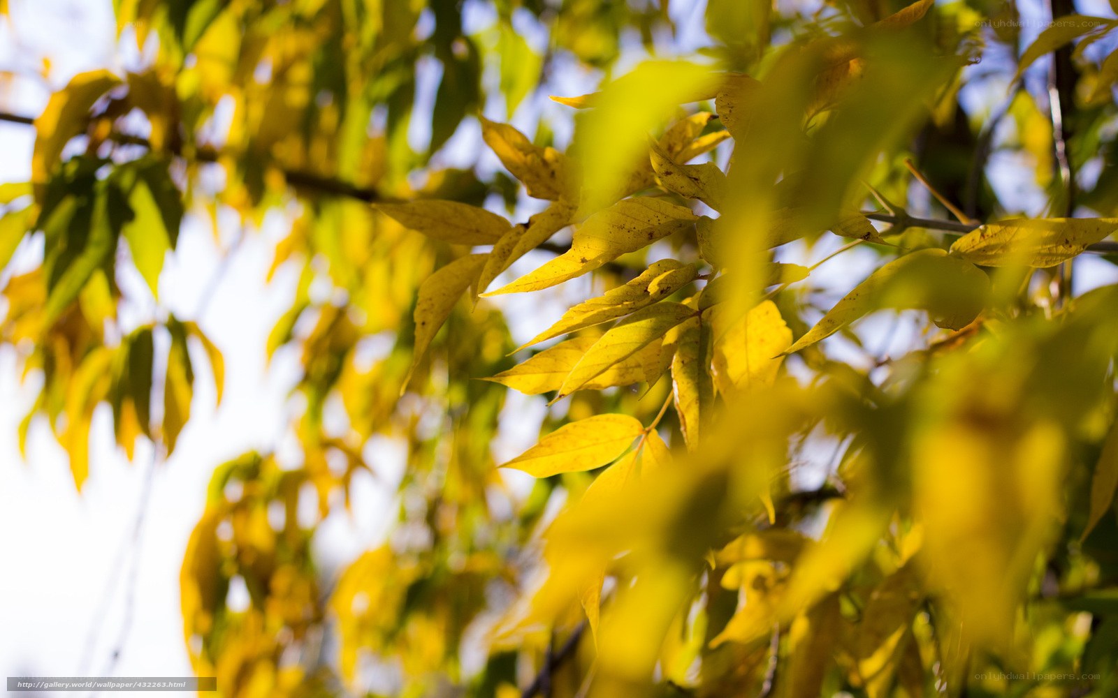 Sunlit autumn leaves