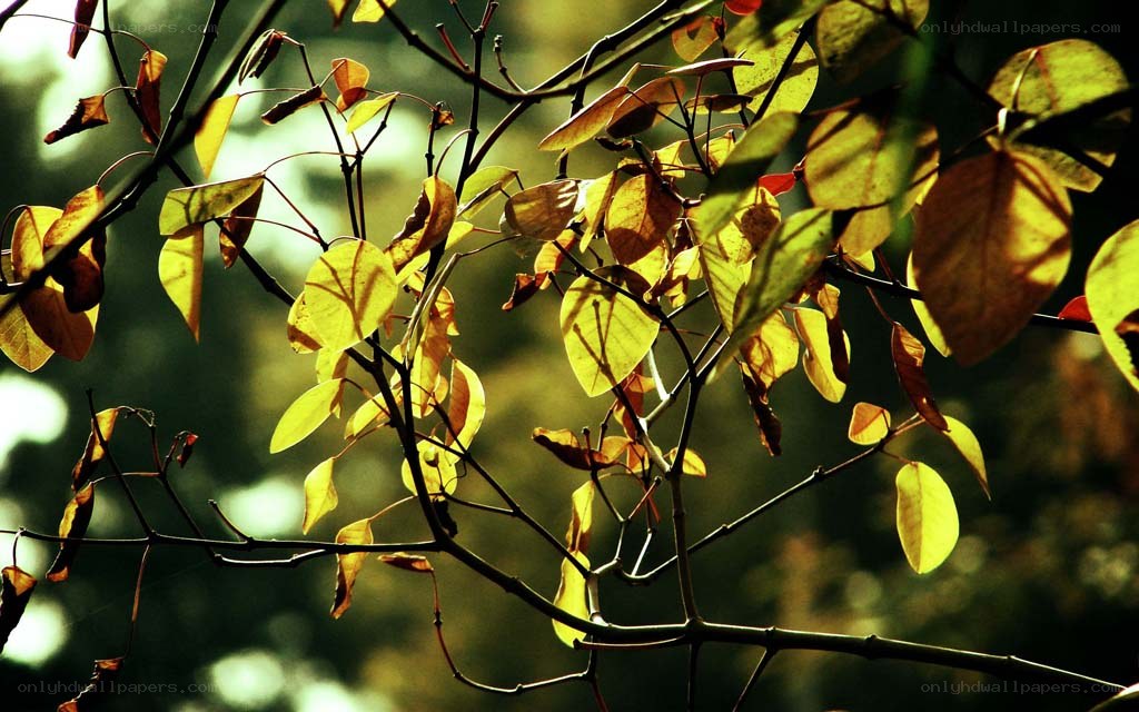 Sunlit autumn leaves