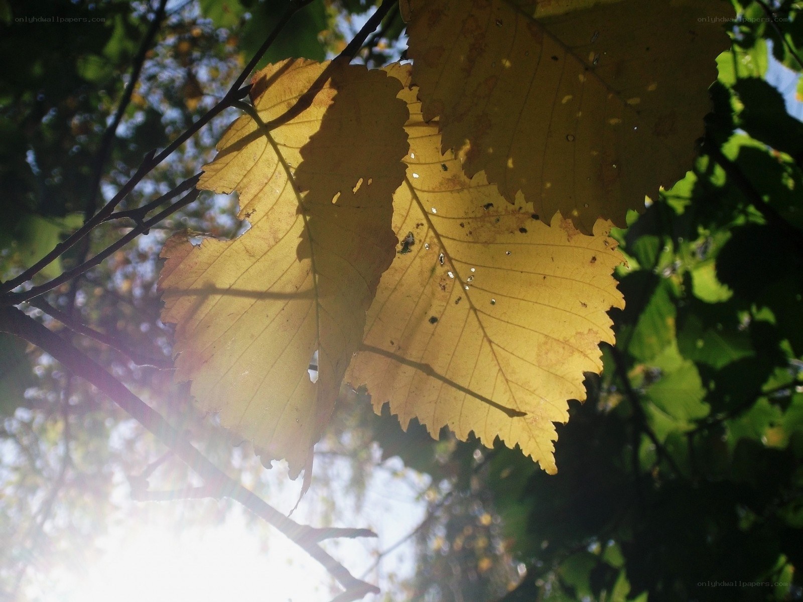 Sunlit autumn leaves