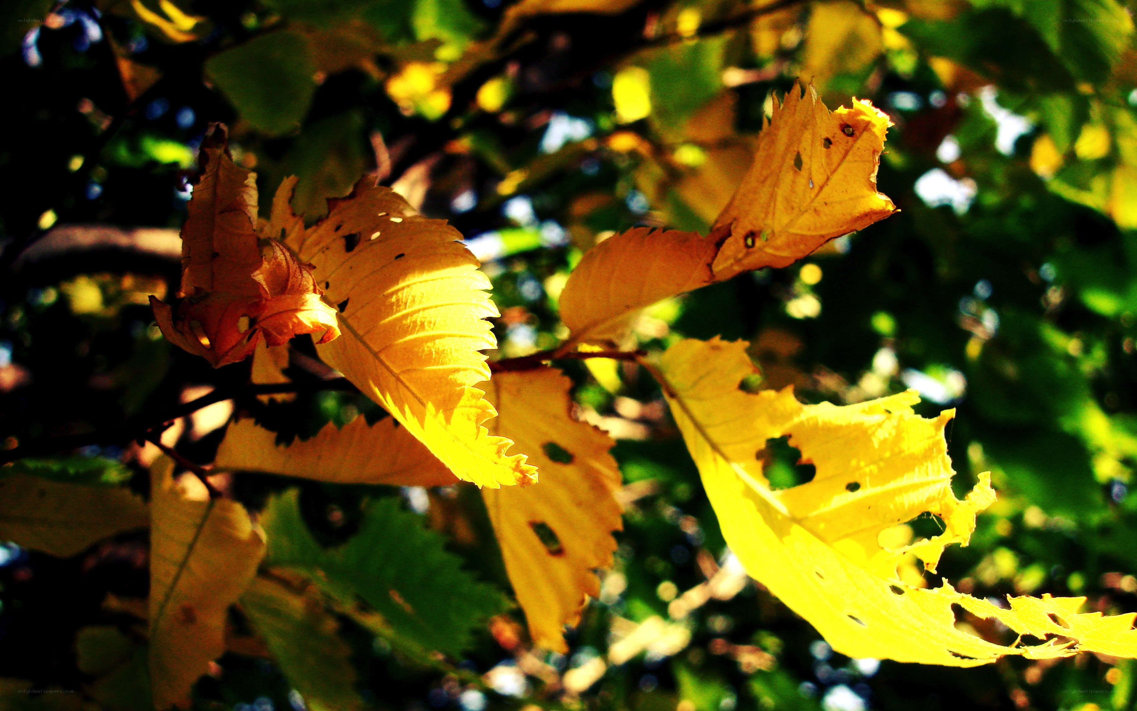 Sunlit autumn leaves