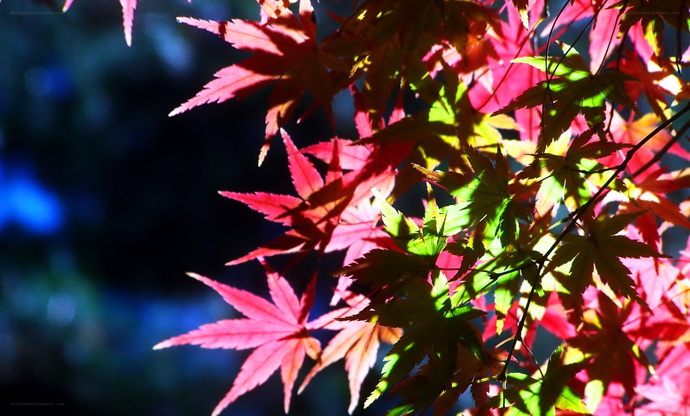 Sunlit autumn leaves