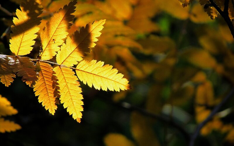 Sunlit autumn leaves