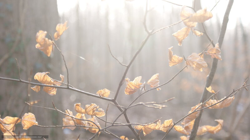 Sunlit autumn leaves in forest