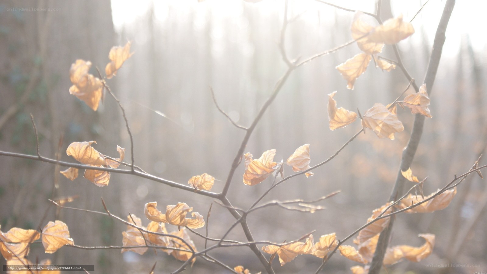 Sunlit autumn leaves in forest