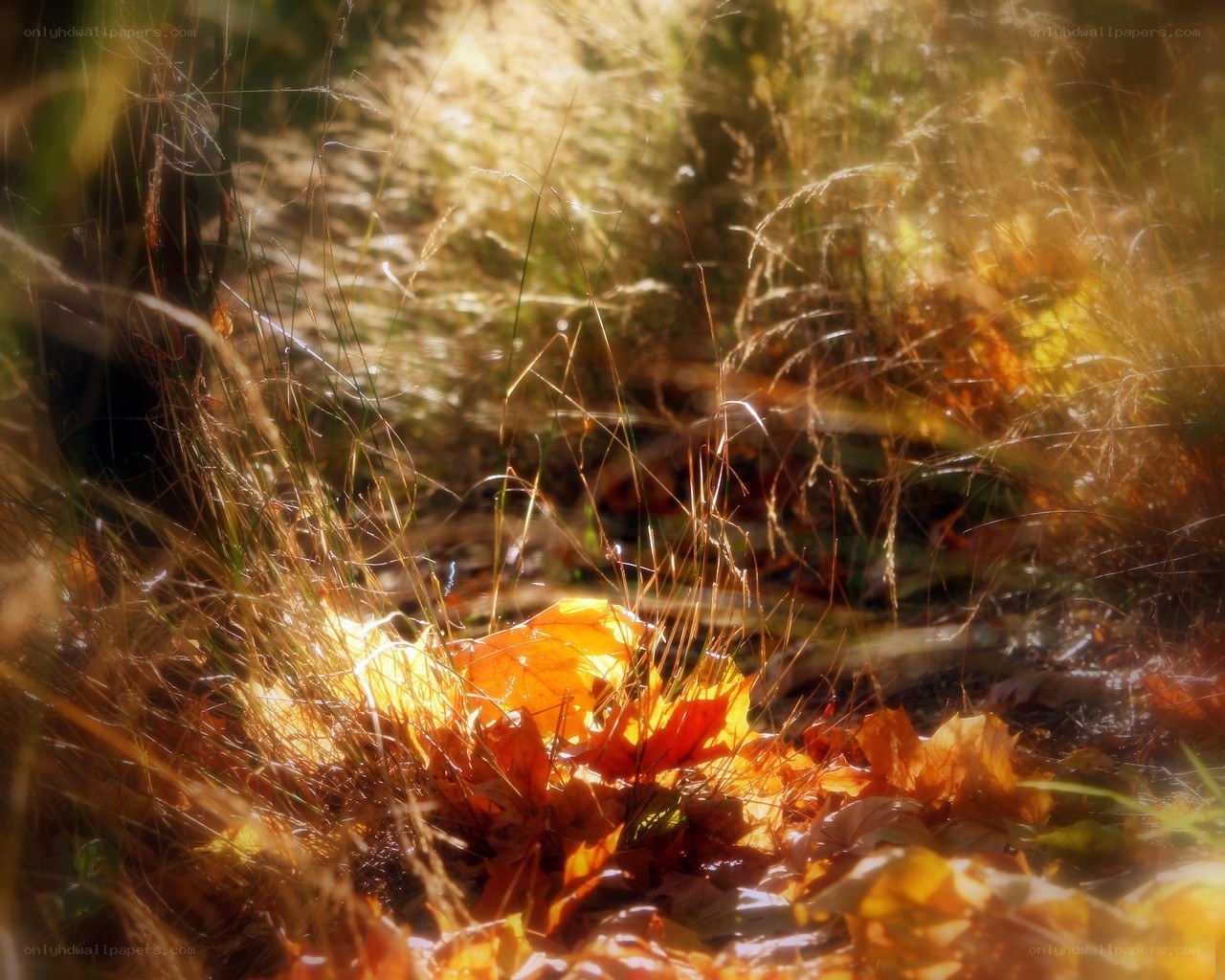 Sunlit autumn leaves in grass