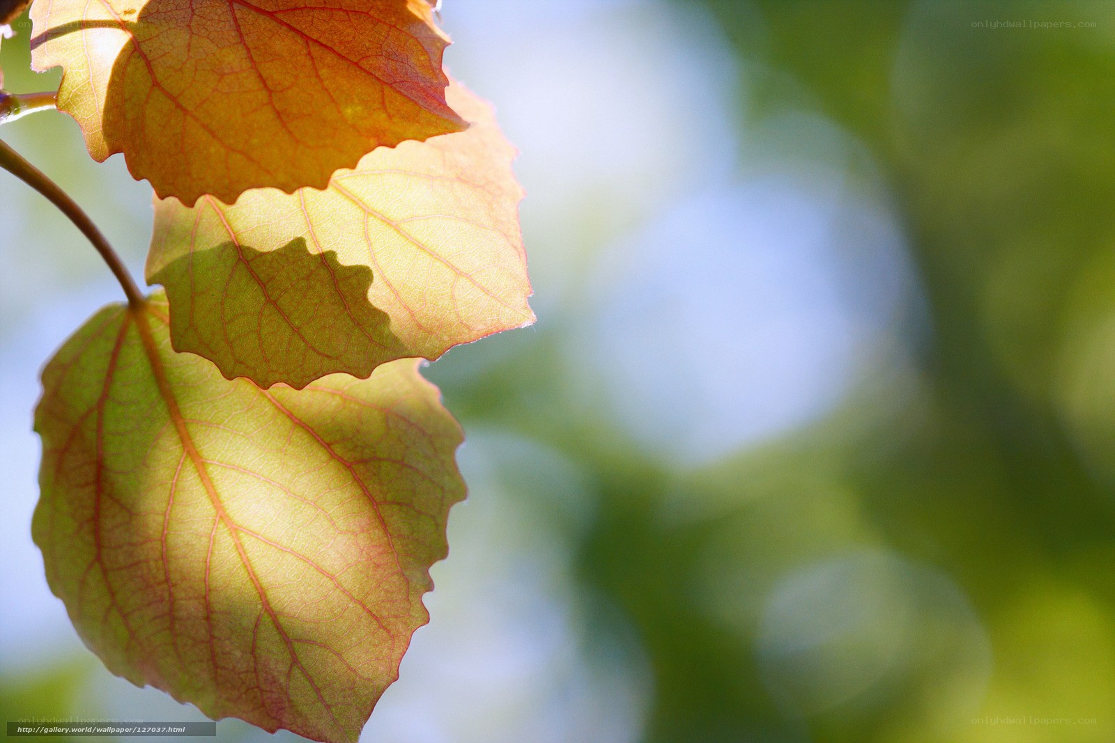 Sunlit autumn leaves