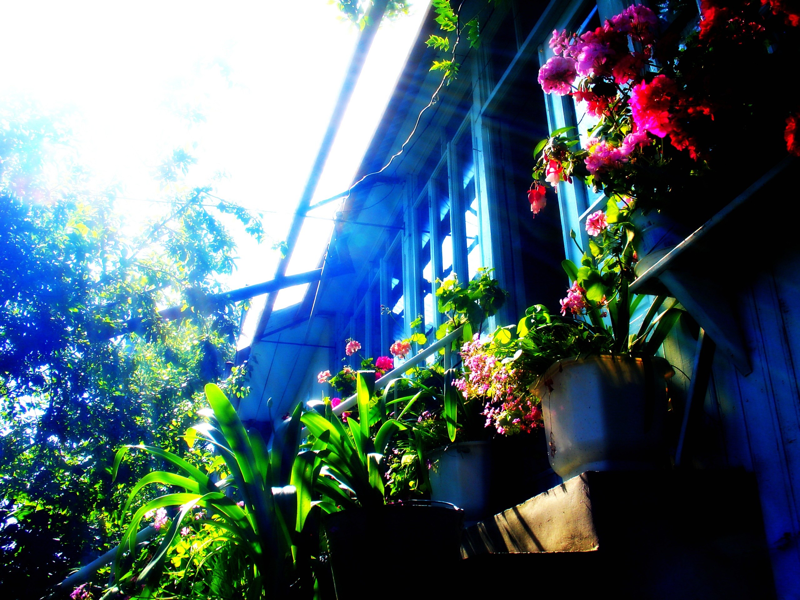 Sunlit balcony with flowers