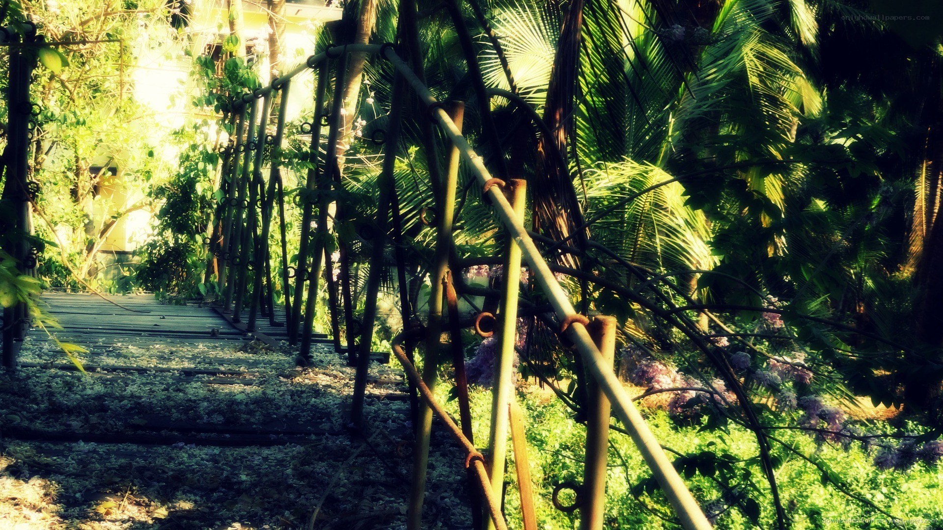Sunlit bamboo bridge in garden