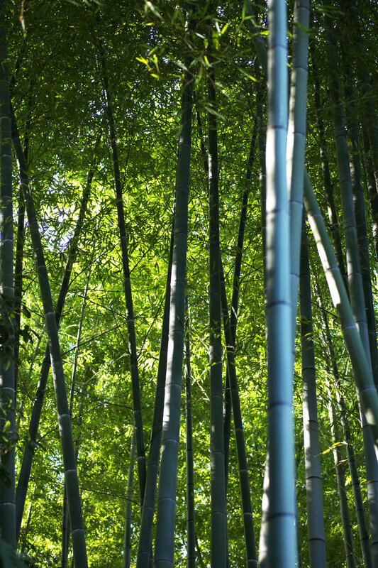 Sunlit bamboo forest